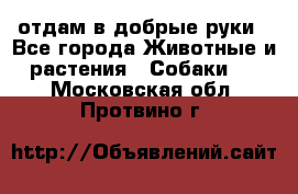 отдам в добрые руки - Все города Животные и растения » Собаки   . Московская обл.,Протвино г.